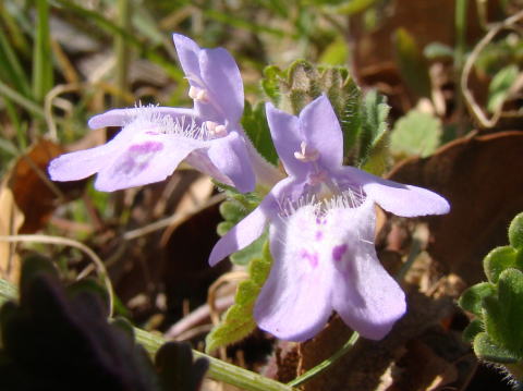 小夏様　大量　カキドオシ　カキドウシ kakidoshi09.jpg
